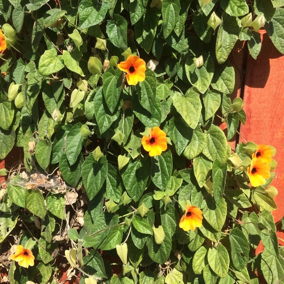 kaliiuchiis